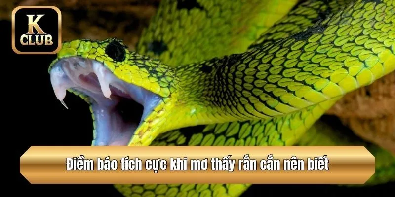 Điềm báo tích cực khi mơ thấy rắn cắn nên biết