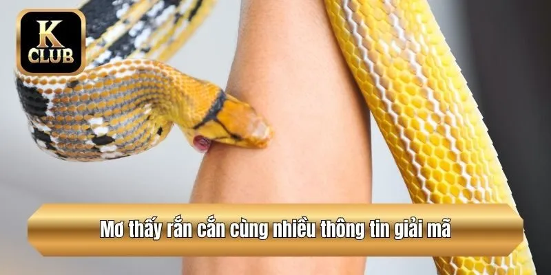 Mơ thấy rắn cắn cùng nhiều thông tin giải mã