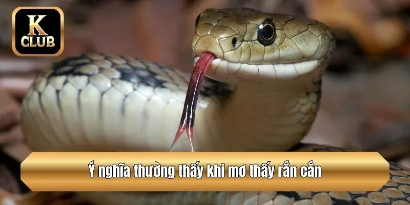 Ý nghĩa thường thấy khi mơ thấy rắn cắn